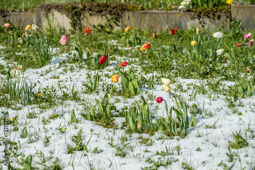 Blühende Tulpen auf schneebedeckter Wiese