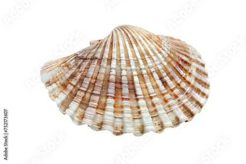 Clam isolated on transparent background