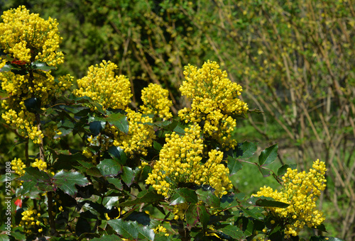 Mahonia aquifolium (Oregon Grape Holly) is a captivating evergreen shrub that adds color and interest to shaded gardens.