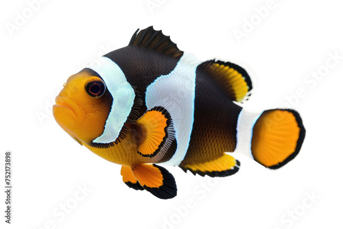Clownfish isolated on transparent background