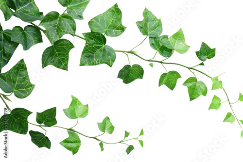 Beauty of Green Climbing Vines Isolated On Transparent Background