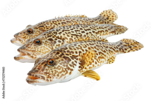 Cod isolated on transparent background