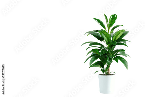 Large Ornamental Plants Isolated On Transparent Background