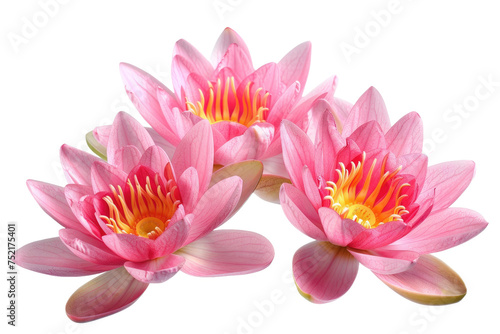 Beauty of Lotus Flowers Together Isolated On Transparent Background