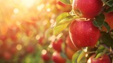 Harvest of ripe red apples on a branch in the garden, agribusiness business concept, organic healthy food and non-GMO fruits with copy space