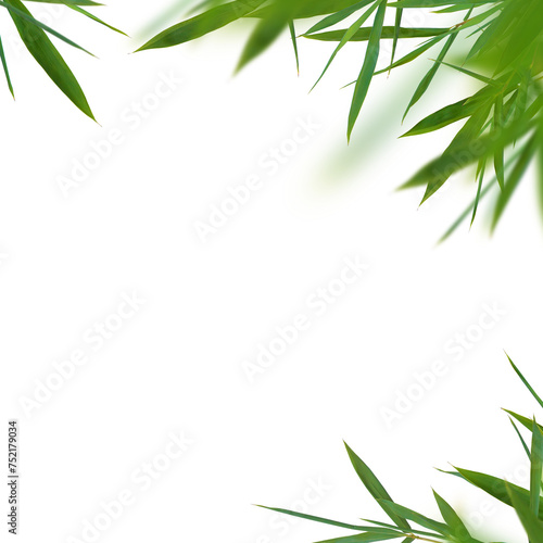 Fototapeta Naklejka Na Ścianę i Meble -  Bamboo green fresh leaves isolated. Floral element universal