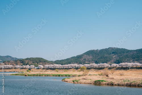 Obraz na płótnie View of Miryang River park with cherry blossoms in Miryang, Korea w salonie