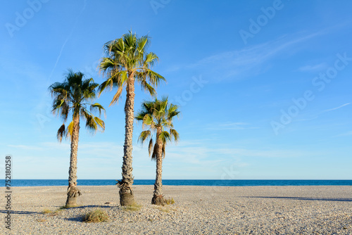 PALMERA WASHINGTONIA DE CALIFORNIA  Washingtonia Filifera 