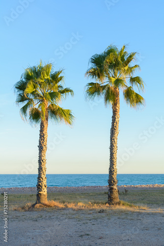 PALMERA WASHINGTONIA DE CALIFORNIA  Washingtonia Filifera 