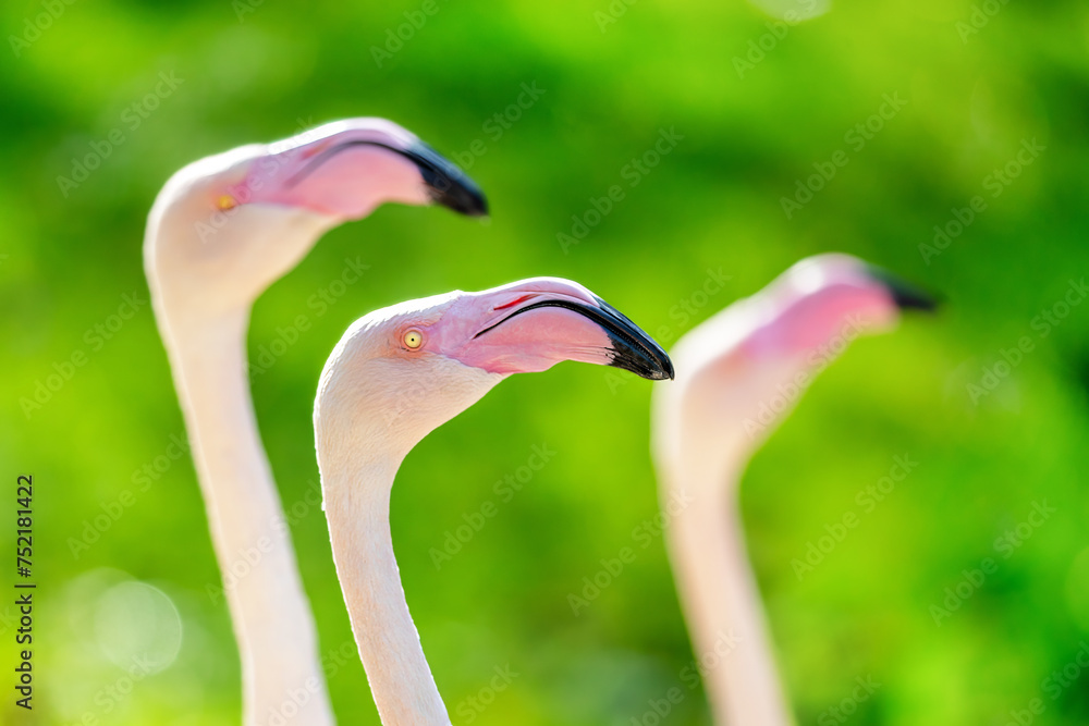 Naklejka premium Greater flamingoes, Phoenicopterus roseus, on a bokeh green foliage background. Closeup of a flamboyance, or flock, of three birds.