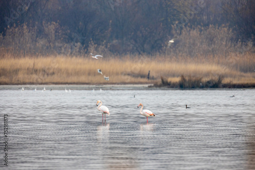 Group of flamingos at dawn walking at the lake.