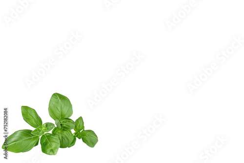 Basil Leaves Displayed Isolated On Transparent Background