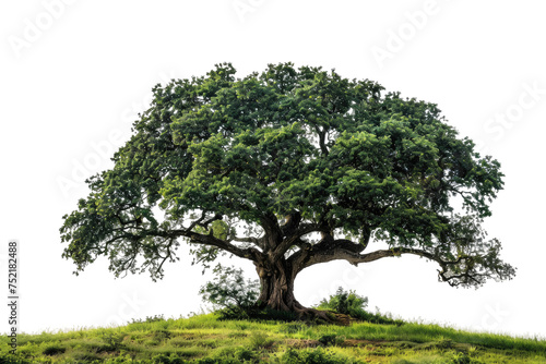 A Big Tree Isolated On Transparent Background