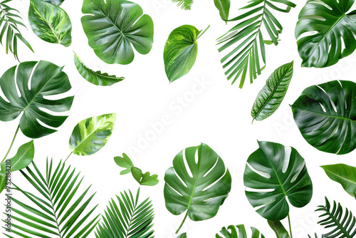 Tropical Leaves on Display Isolated On Transparent Background © Yasir