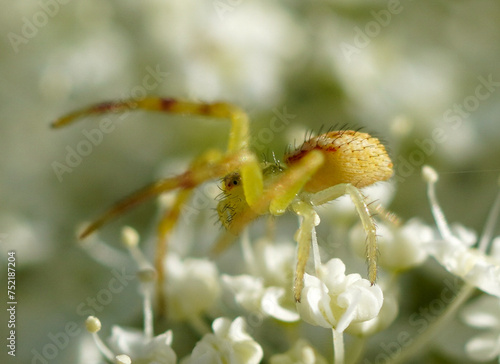 Macro closeup of a yellow crab spider.