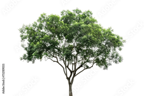 Single Tree Isolated On Transparent Background