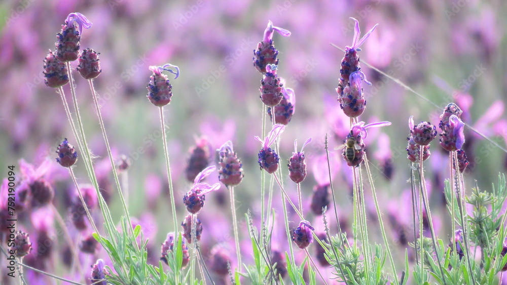 Fototapeta premium campos de lavanda Brihuega guadalajara plantas aromaticas