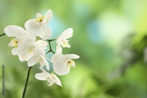 Branch with beautiful orchid flowers on blurred background, closeup. Space for text