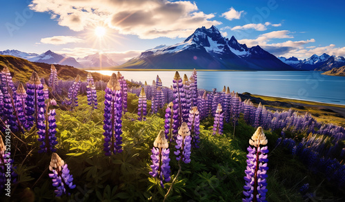 Beautiful summer landscape with a stunning morning view of a cape and mountain, accompanied by blooming lupine flowers. photo
