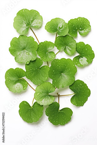 Centella asiatica leaves with rain drop isolated on white background top view.	
