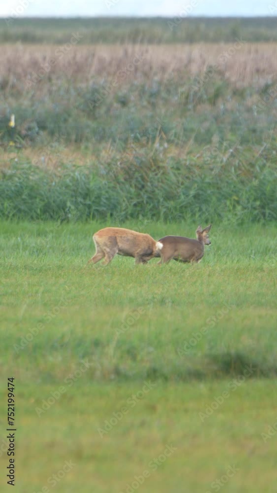 4K Vertical: Deer in rutting season 4K Vertical: Deer in rutting season