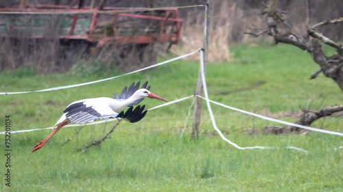 Weißstörche in den Rheinauen photo