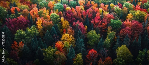 A dense forest filled with a variety of trees showcasing vivid fall colors, creating a vibrant canopy of reds, oranges, and yellows. photo