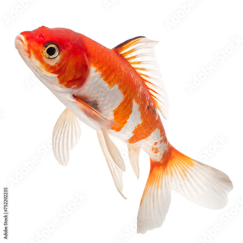 Kohaku Koi isolated on white background, cutout photo