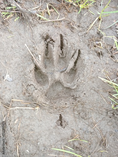 Paw print of a large dog left in the mud