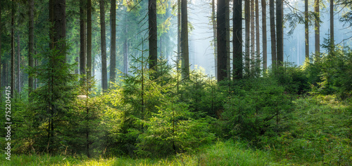 Panorama of Sunny and Foggy Spruce Forest with Thick Undergrowth