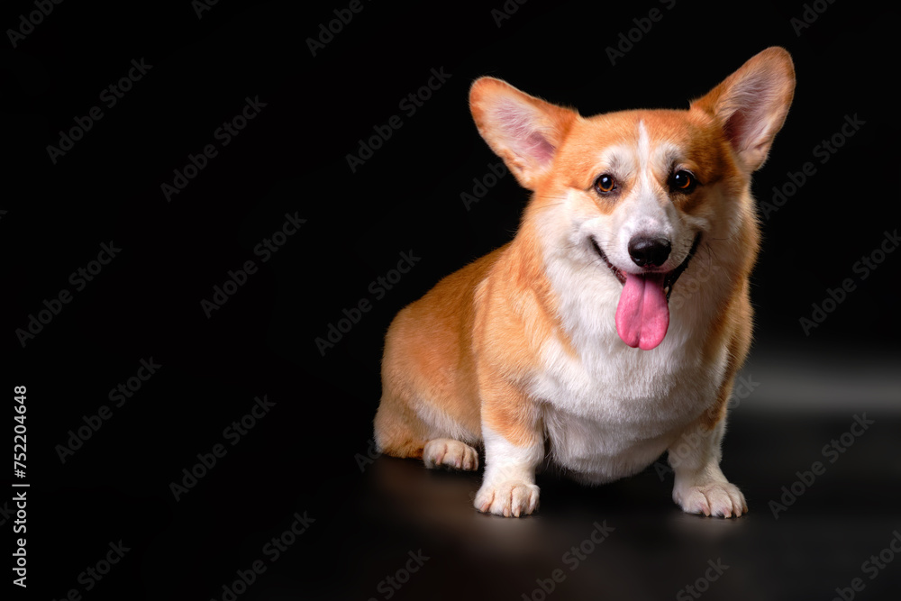 The Welsh Corgi dog, sitting in front of the camera, looks directly at the object. Studio photo