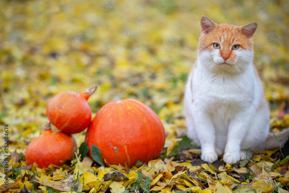 A red-haired cat is sitting on the autumn grass next to Halloween pumpkins. Autumn has come.