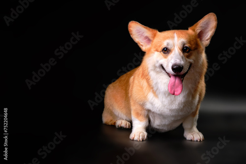 The Welsh Corgi dog  sitting in front of the camera  looks directly at the object. Studio photo
