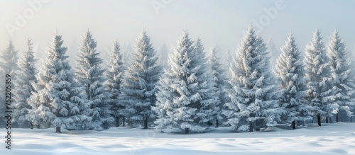 A snow-covered field with majestic pine trees in the background, creating a winter scene. © FryArt Studio