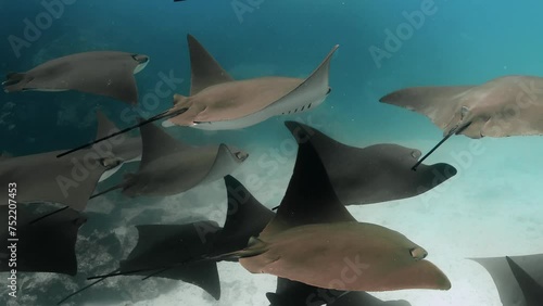 Wallpaper Mural Group of golden rays in the Pacific Ocean near Galapagos islands. Torontodigital.ca