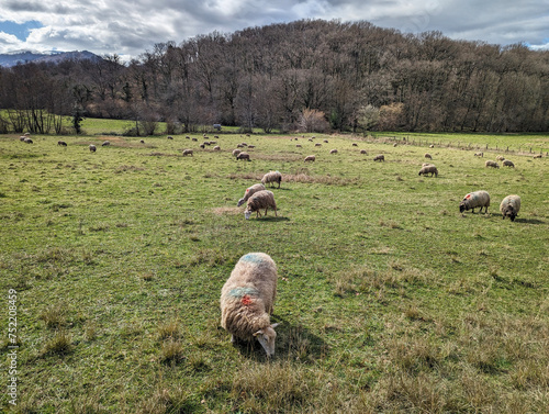 Ovelhas pastando em harmonia, enquanto uma majestosa zona montanhosa se ergue no horizonte, envolvida pela serenidade de uma floresta deslumbrante photo