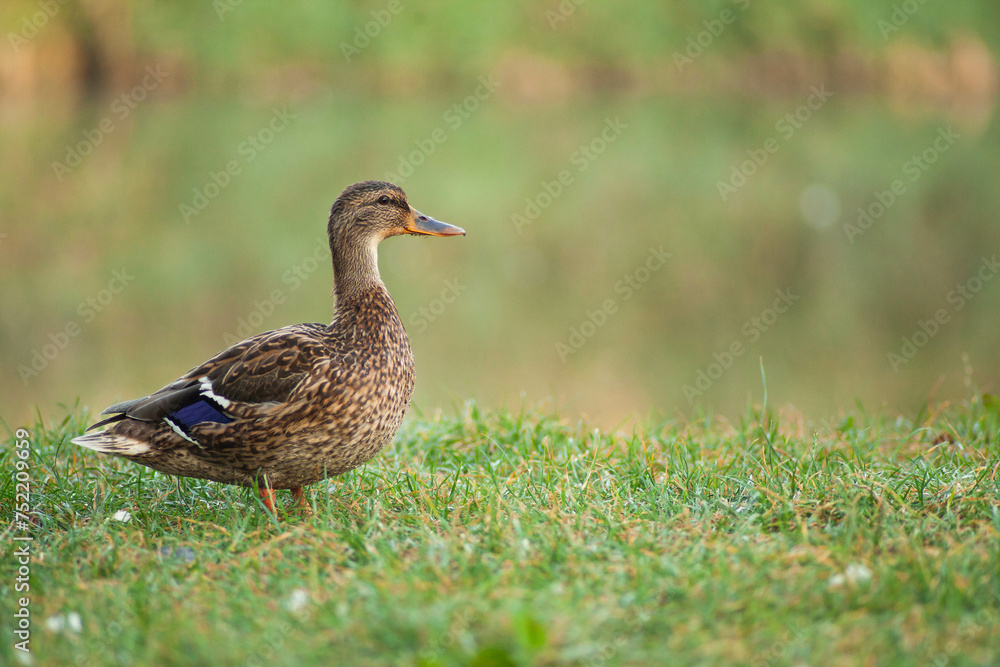 Duck standing near a pond on grassy shore Duck standing near a pond on grassy shore