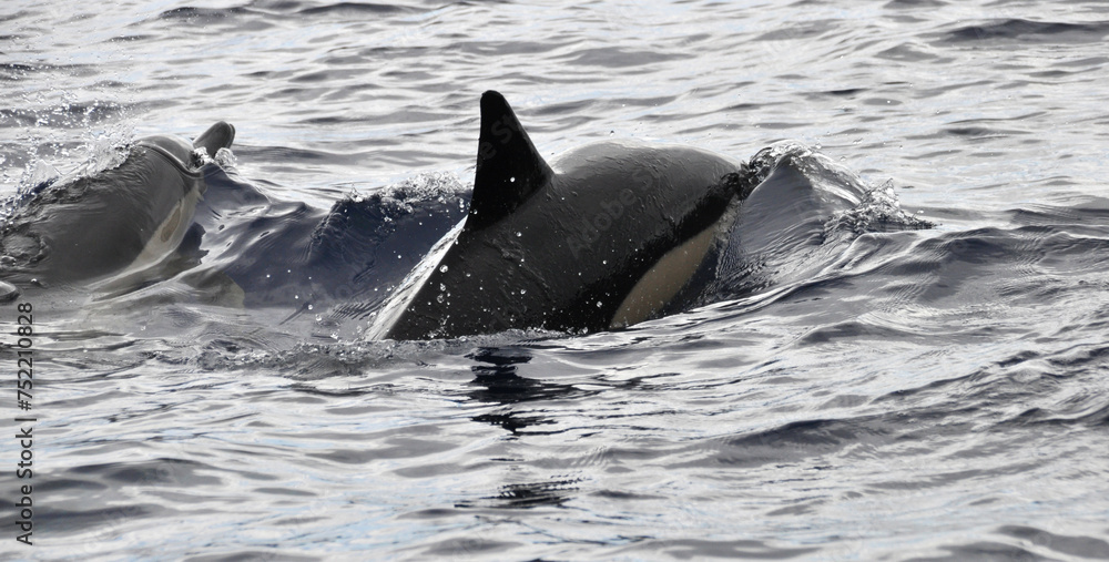 Fototapeta premium Wild Bottlenose Dolphins