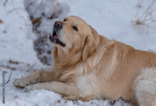 Portrait of a dog of the Golden Retriever breed