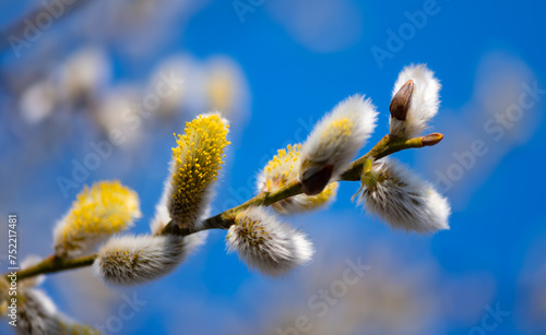 Branch with flowering pussy willow (Salix caprea) on a sunny spring day in March. Easter branch with hairy, furry, fluffy bright catkins. Macro close up of yellow seeds. Blue sky in the background. 