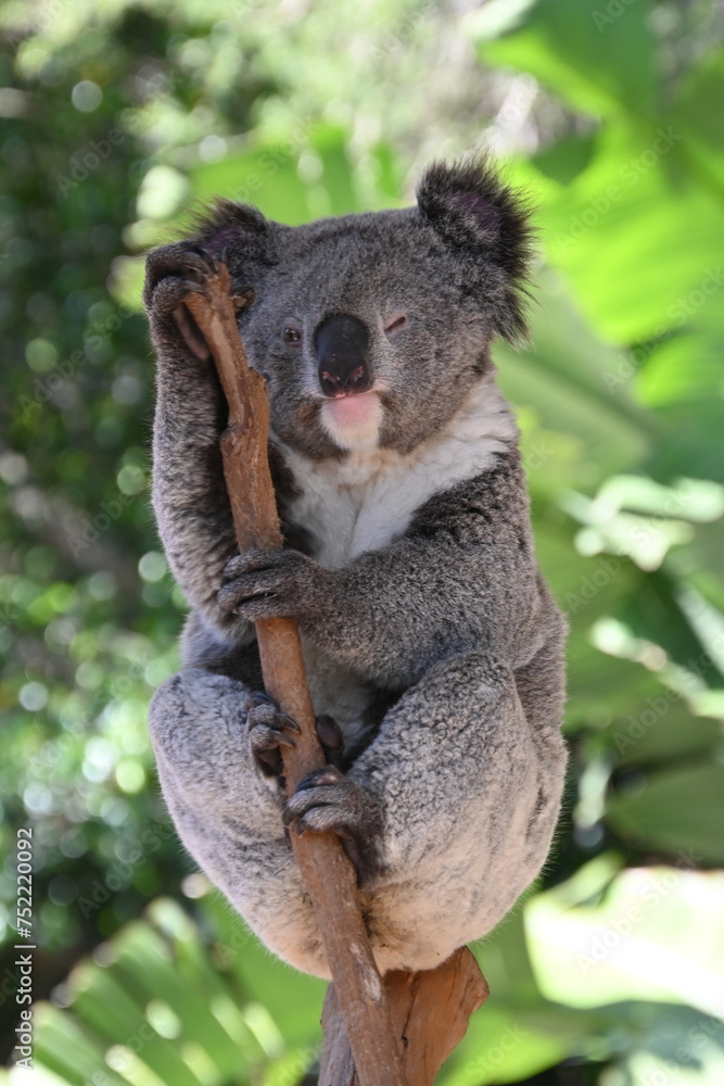 Fototapeta premium Koala perched on a tree branch against lush green foliage