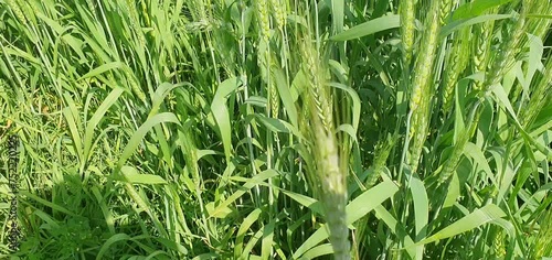 green grass of wheat in the morning,grass, wheat, nature, agriculture, field, summer, plant, spring, crop, grain, meadow, food, farm, rice, harvest, growth, herb, corn, dew, green, freshness, ear, cer photo