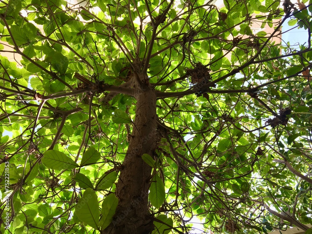 Naklejka premium TREE