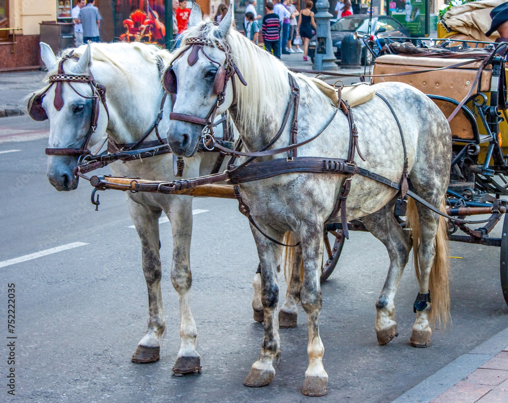 Horses with a carriage on the road in the city Horses with a carriage on the road in the city