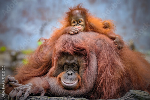 Orangutan baby and mom cute two animals