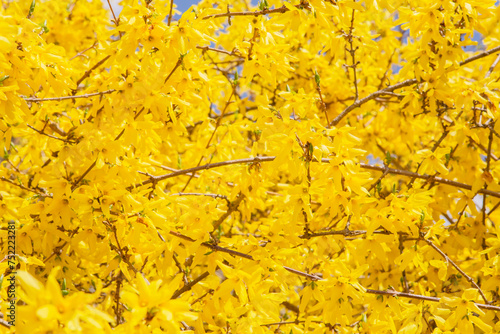Blühender Forsythienbusch Nahaufnahme
