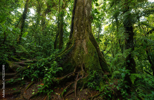 Tropical rainforest