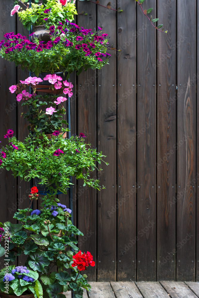 Colorful flowers in pots and containers on pot holder, stand, shelf outdoors on wooden background, house terrace decorated with potted colorful flowers, environment decoration concept, copy space