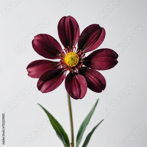 dahlia flower on white 