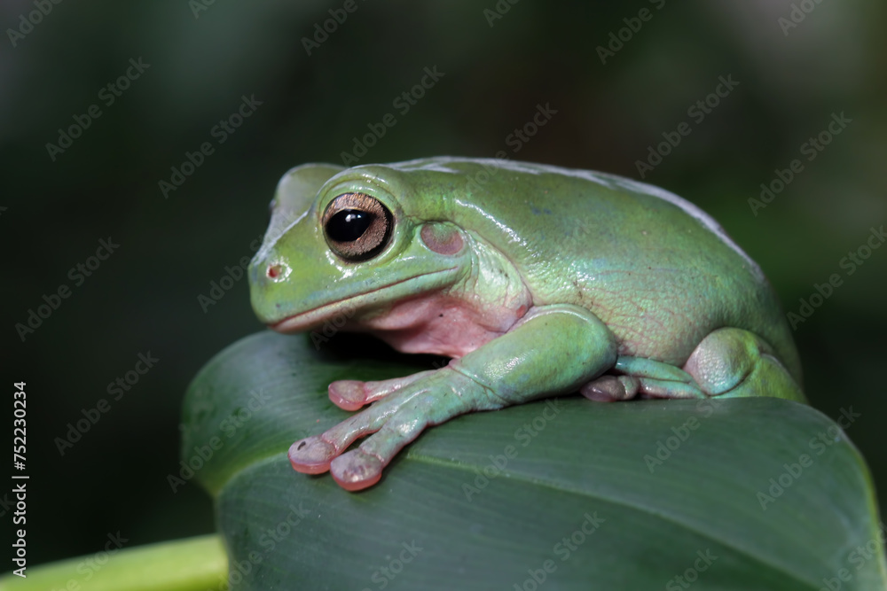 Obraz premium Dumpy frog on a leaves, tree frog side view, litoria caerulea